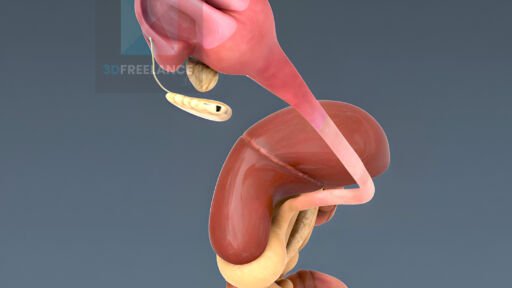 le système digestif en 3d