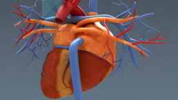 modélisation 3d médicale cœur