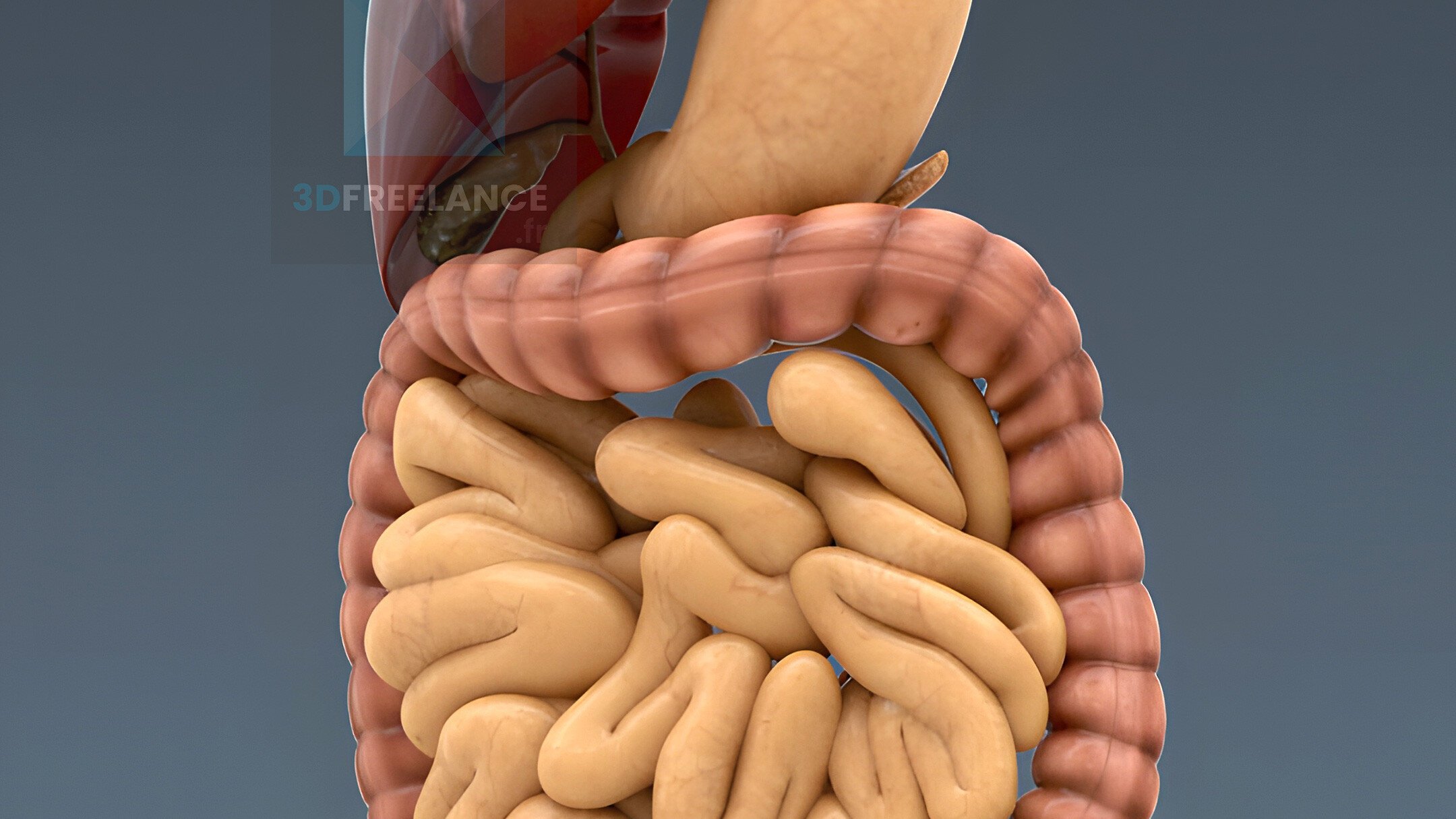 modélisation 3d médicale système digestif