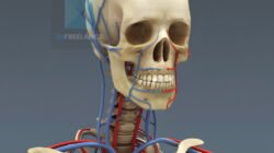modélisation 3d médicale système vasculaire veineux