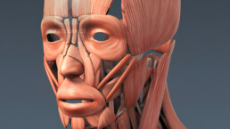 modélisation 3d muscles du visage faciaux