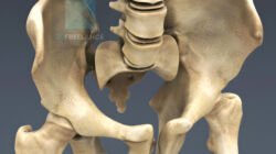 modélisation 3d squelette humain bassin os