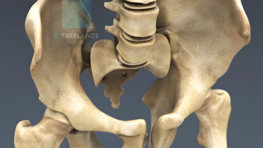 modélisation 3d squelette humain bassin os