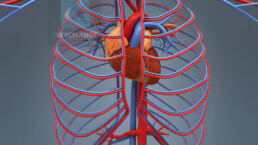 modélisation 3d système vasculaire cardiaque