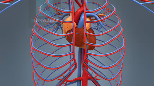 modélisation 3d système vasculaire cardiaque