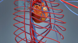 rendu 3d système vasculaire cardiaque