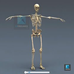 squelette humain en 3d
