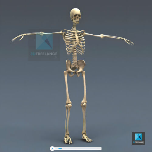 squelette humain en 3d