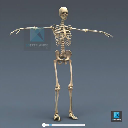 squelette humain en 3d