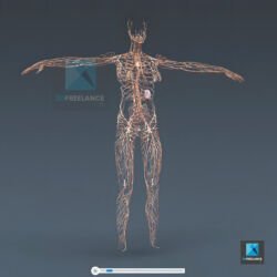 système lymphatique humain - illustration médicale