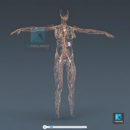 système lymphatique humain - illustration médicale