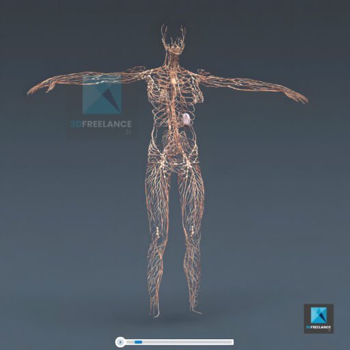 système lymphatique humain - illustration médicale