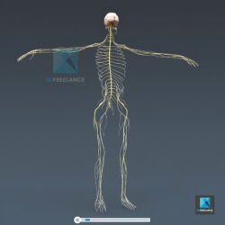 système nerveux en 3d