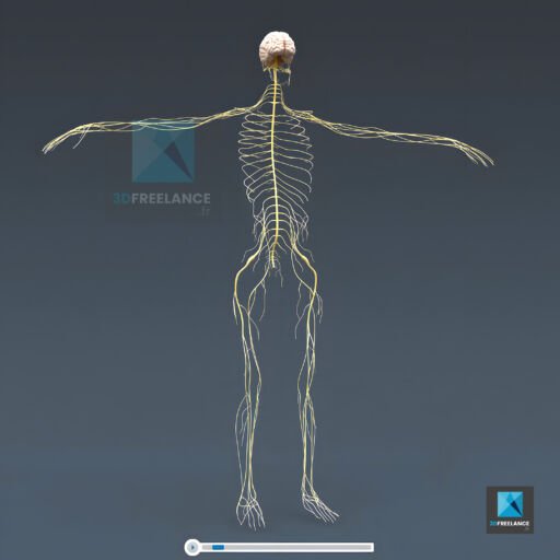 système nerveux en 3d