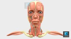 visualisation 3d corps humain freelance