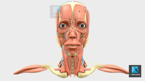 visualisation 3d corps humain freelance