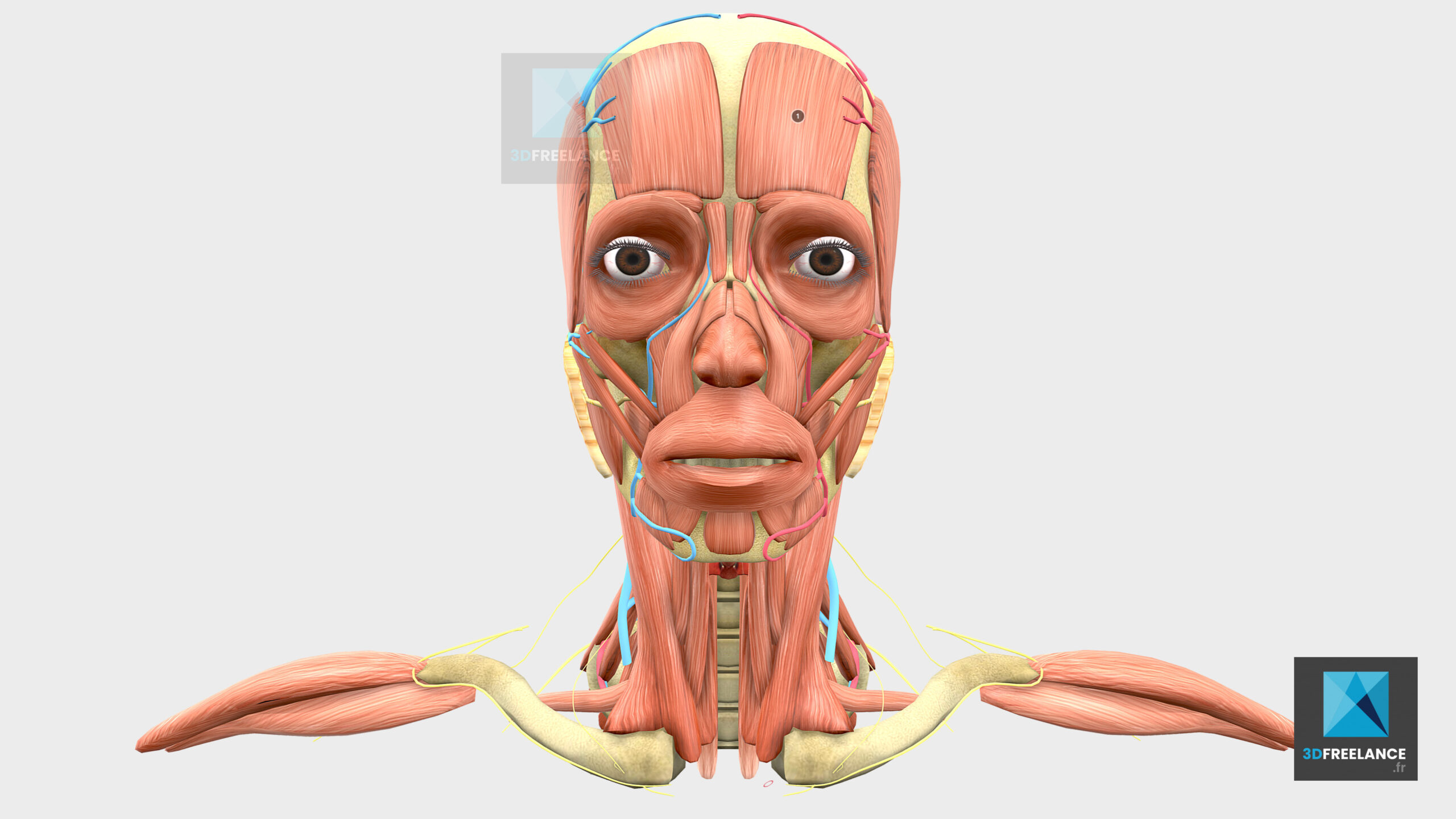 visualisation 3d corps humain freelance