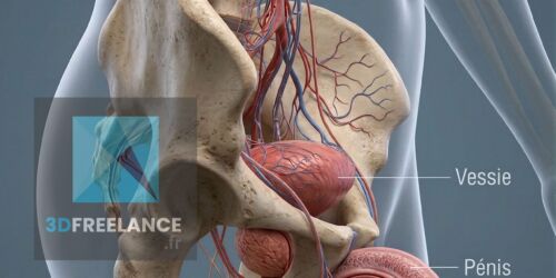 Vue en coupe 3D de l'anatomie du bassin masculin montrant la vessie, la prostate, le p&eacute;nis et le syst&egrave;me vasculaire.