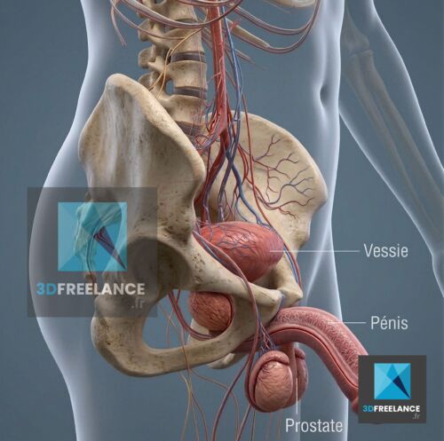 Vue en coupe 3D de l'anatomie du bassin masculin montrant la vessie, la prostate, le pénis et le système vasculaire.