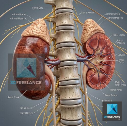 Illustration 3D médicale en coupe transversale du rein, du cortex rénal, de la médullaire et des glandes surrénales.